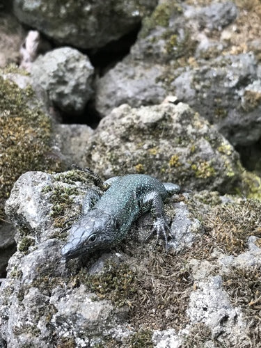 Lézard des murailles de Madère — Bild 3