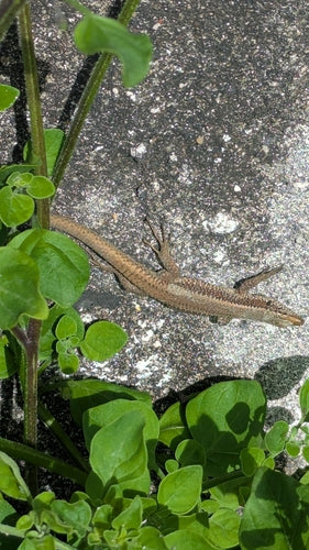 Lézard des murailles de Madère — Bild 2