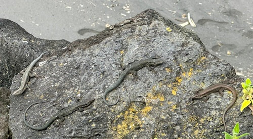 Lézard des murailles de Madère — Bild 5