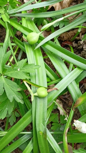 Coupe de mars — Bild 3