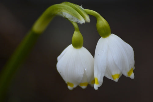 Coupe de mars — Bild 5