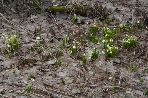 Coupe de mars — Bild 4