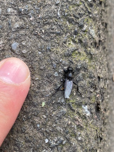 Mouche de mars — Bild 2