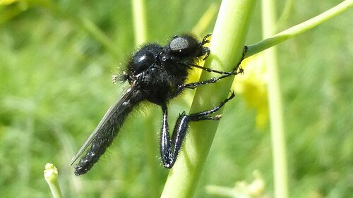 Mouche de mars — Bild 5
