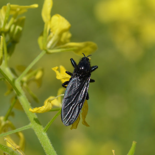 Mouche de mars — Bild 3