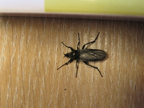 Mouche de mars — Bild 4