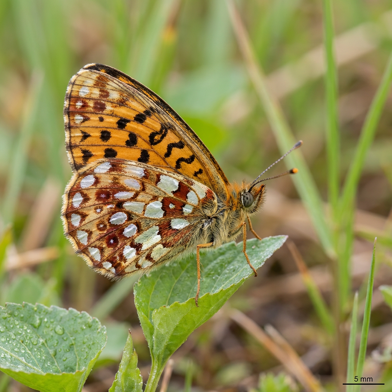 Pauvre papillon fritillaire des prés