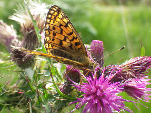 Pauvre papillon fritillaire des prés — Bild 5