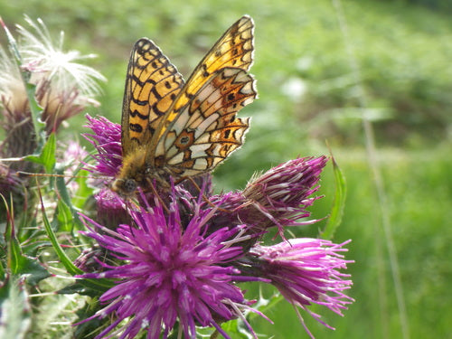 Pauvre papillon fritillaire des prés — Bild 4