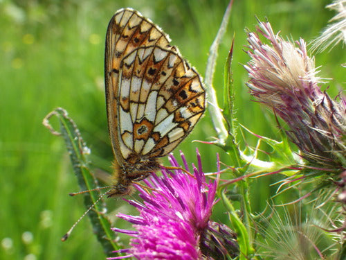 Pauvre papillon fritillaire des prés — Bild 3