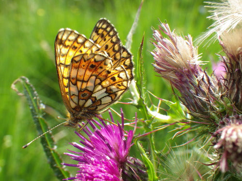 Pauvre papillon fritillaire des prés — Bild 2