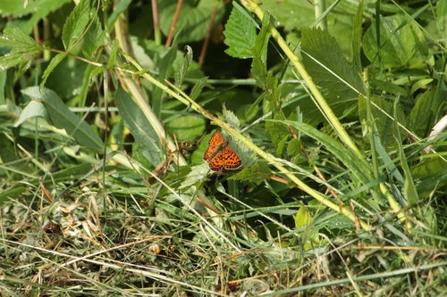 Pauvre papillon fritillaire des prés — Bild 1