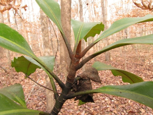 magnolia — Bild 3