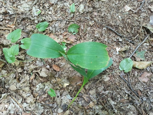 Muguet — Bild 2