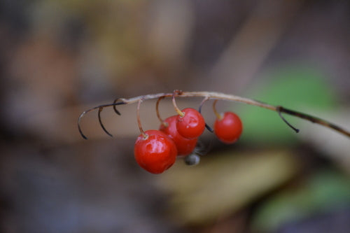 Muguet — Bild 5