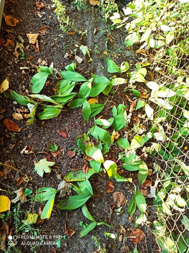 Muguet — Bild 4