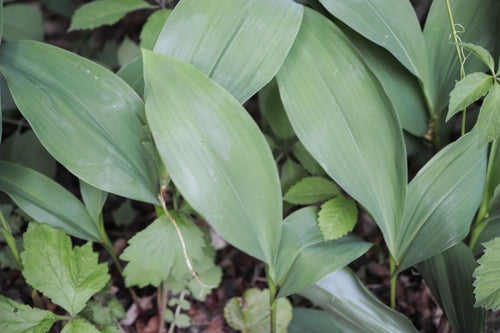 Muguet — Bild 3