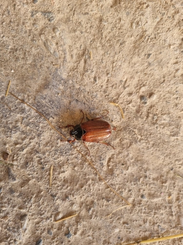 hanneton — Bild 3