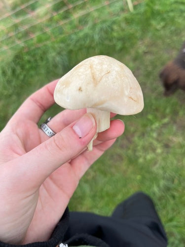 Champignon de mai — Bild 5