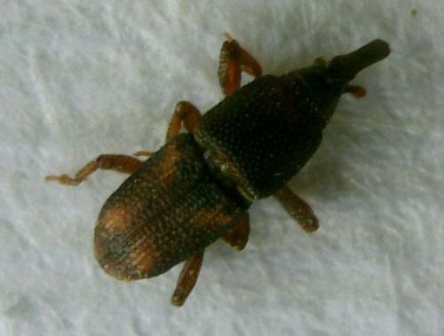 Coléoptère du maïs — Bild 3