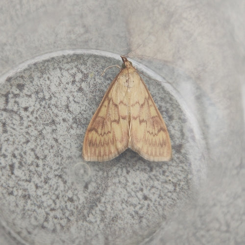 Pyrale du maïs — photo 3 sur 38