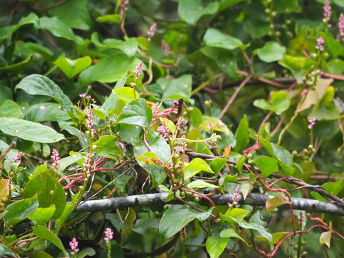 Épinards malabar — Bild 1