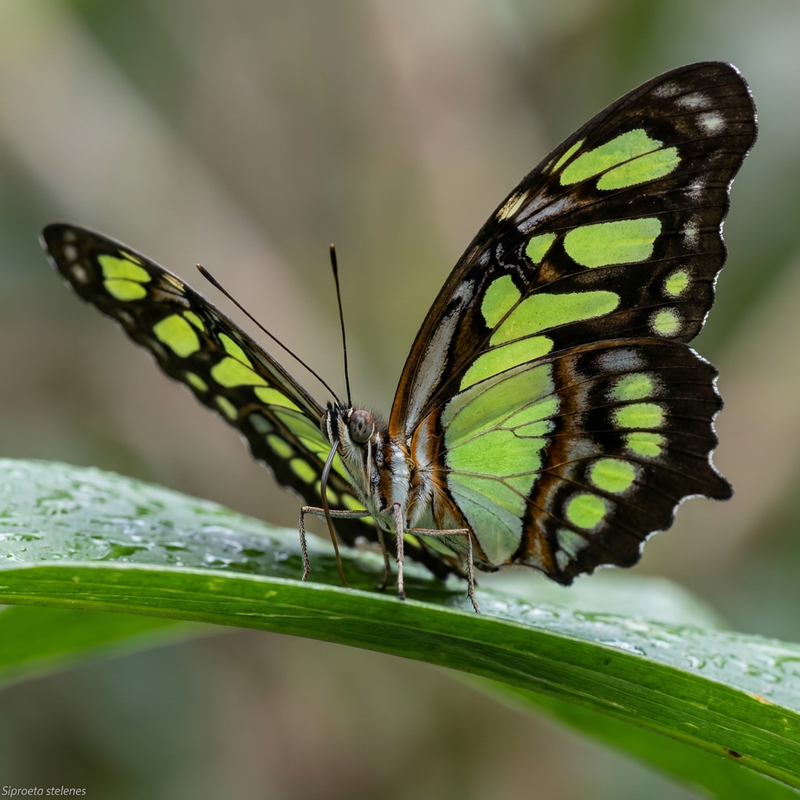 Papillon malachite