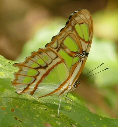 Papillon malachite — Bild 5