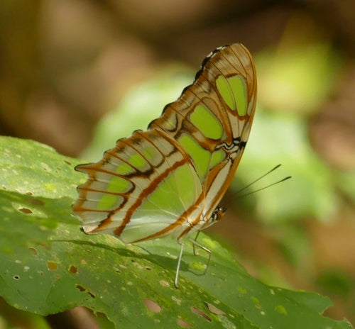 Papillon malachite — Bild 4