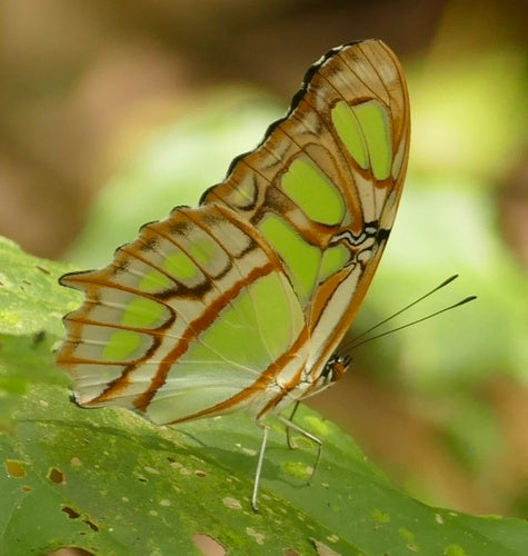 Papillon malachite — Bild 3