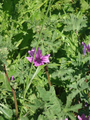 mauve — Bild 5