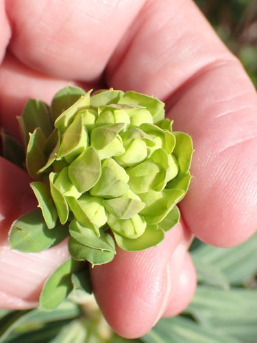 Euphorbe aux amandes — photo 5 sur 10