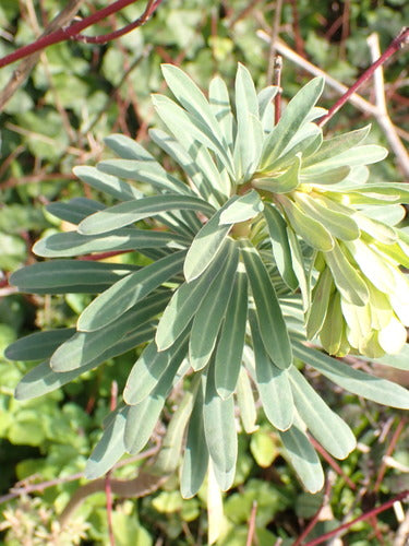 Euphorbe aux amandes — photo 4 sur 10