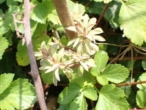 Euphorbe aux amandes — photo 3 sur 10
