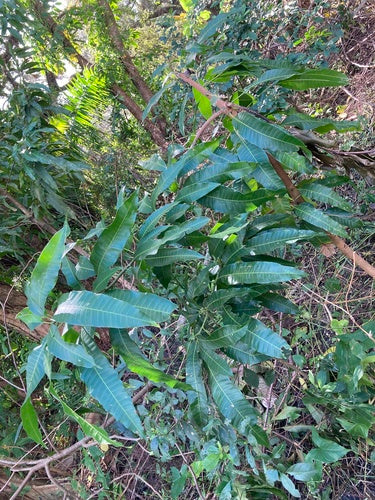 mangue — Bild 2