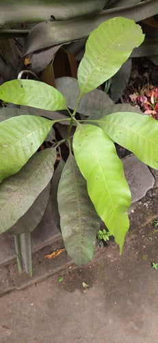 mangue — Bild 3