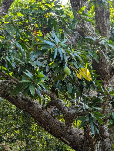 mangue — photo 5 sur 10