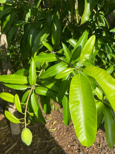 mangue — Bild 1