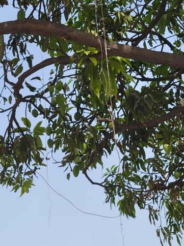 mangue — Bild 5