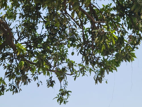 mangue — Bild 4