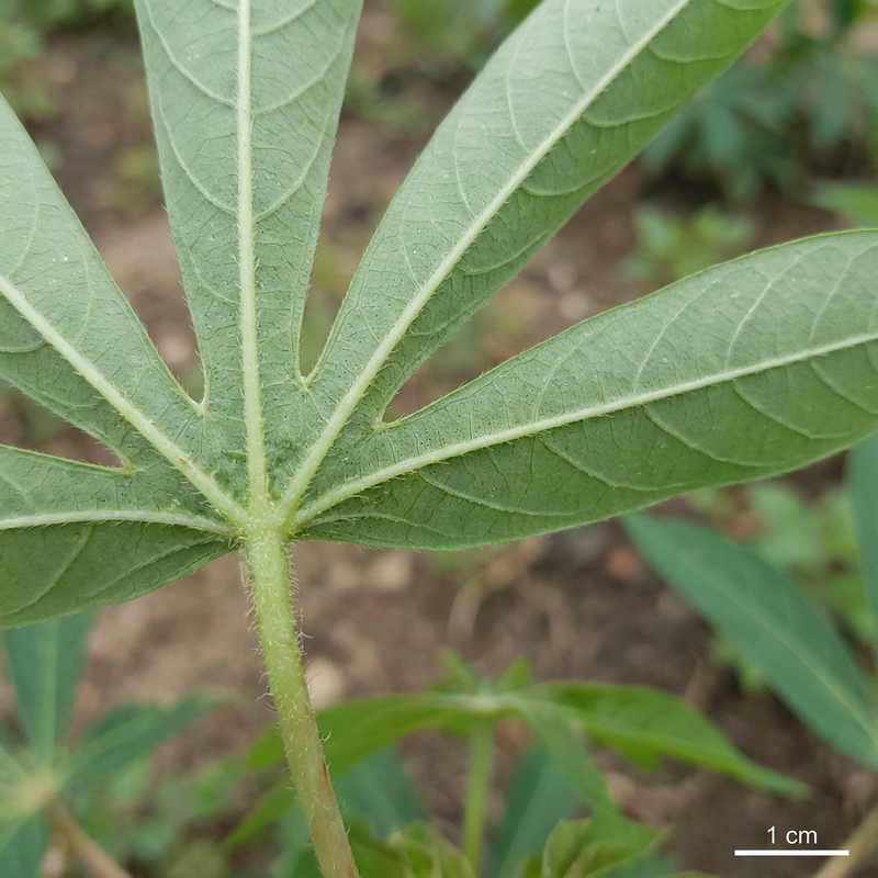 manioc