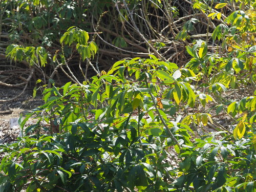 manioc — Bild 5