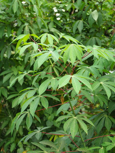 manioc — Bild 1
