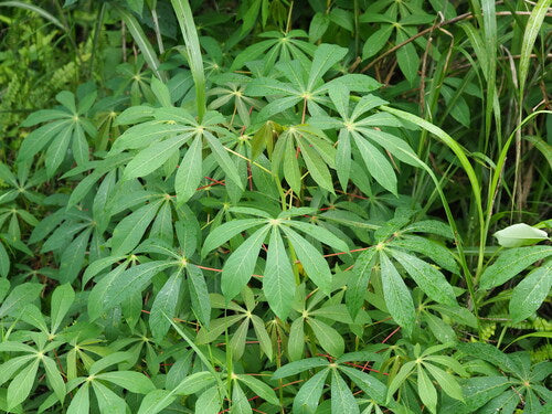 manioc — Bild 3