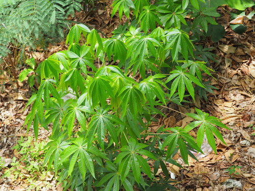 manioc — Bild 4
