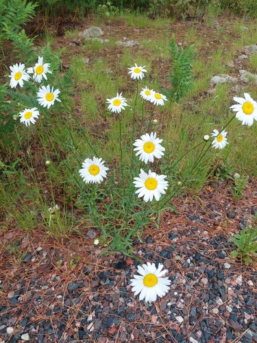 Marguerites — Bild 4