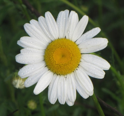Marguerites — Bild 3