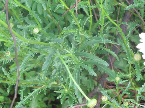 Marguerites — Bild 2