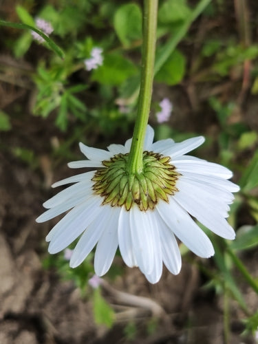 Marguerites — Bild 5