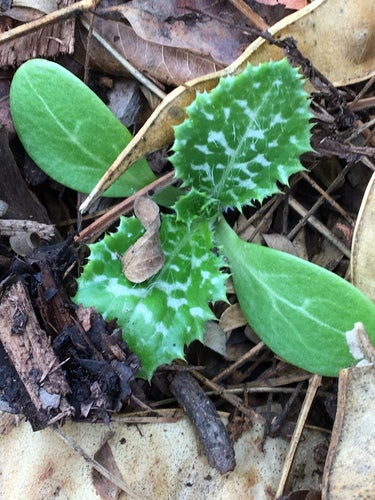 Chardon-Marie — Bild 4